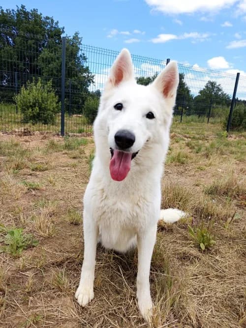 GAIA, Mixed Breed (Un Gîte Une Gamelle)