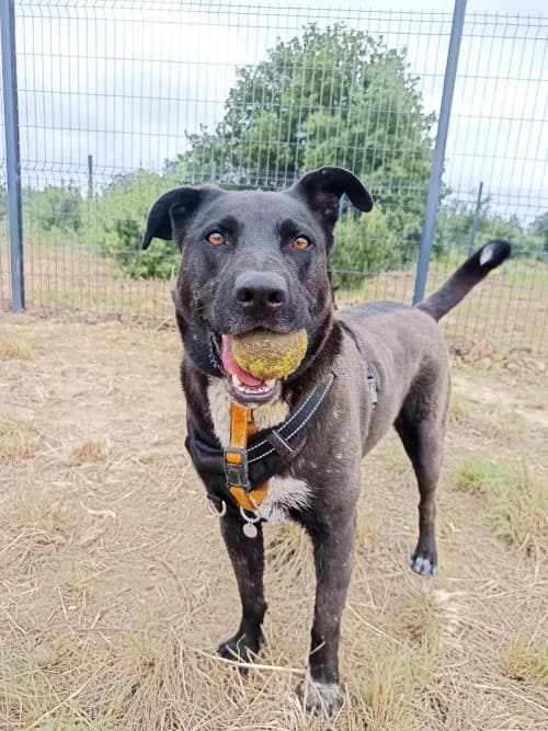LIZZI, Mixed Breed (Un Gîte Une Gamelle)