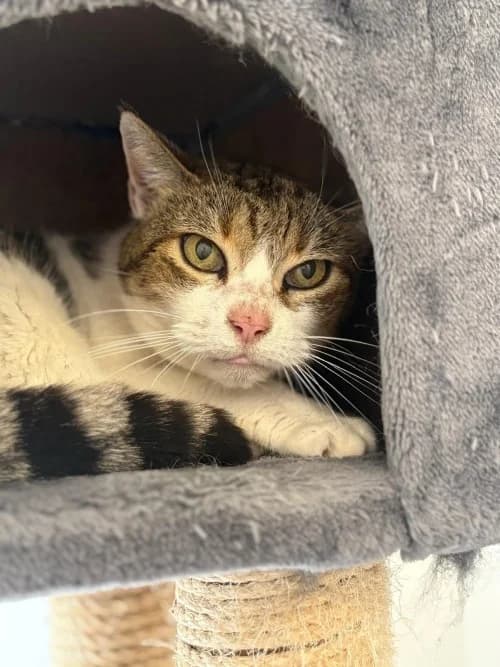 MOUNETTE, Mixed Breed (Un Gîte Une Gamelle)