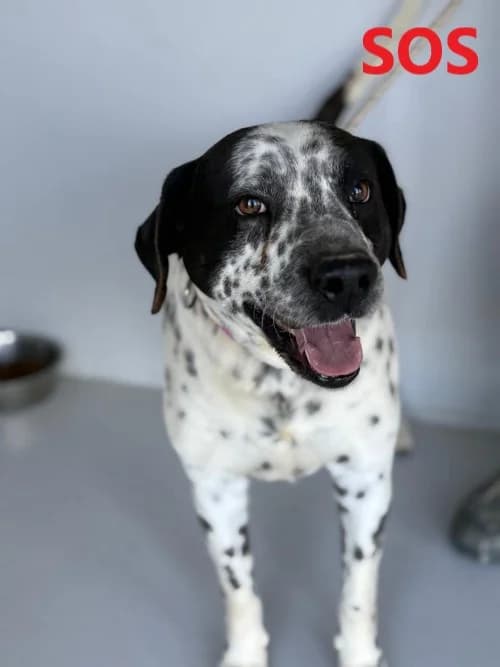 DROOPY, Mixed Breed (Un Gîte Une Gamelle)