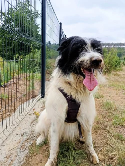 SAIKO, Mixed Breed (Un Gîte Une Gamelle)