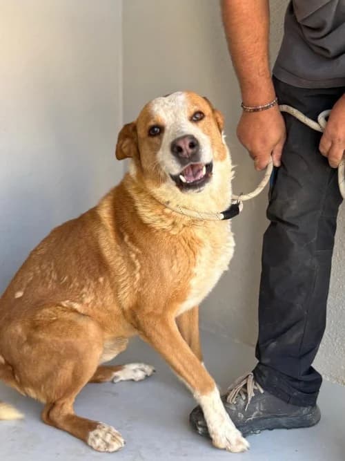 HOMER, Mixed Breed (Un Gîte Une Gamelle)
