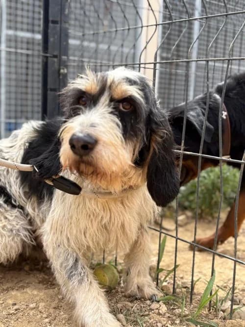 ROMÉO, Mixed Breed (Un Gîte Une Gamelle)