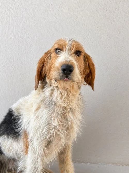 GASTON, Mixed Breed (Un Gîte Une Gamelle)