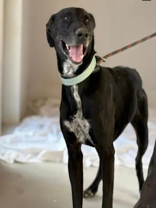 KAIDEN, Mixed Breed (Un Gîte Une Gamelle)