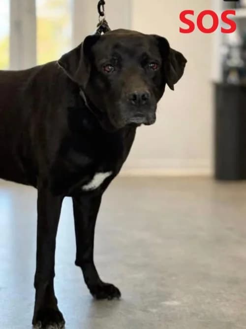 LADY, Mixed Breed (Un Gîte Une Gamelle)