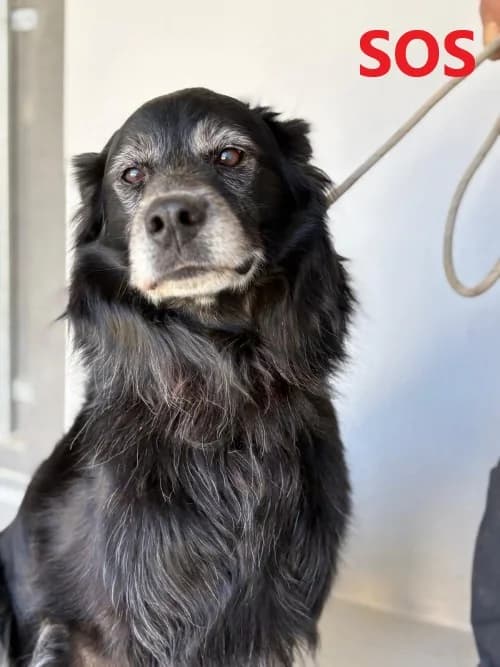 PITOU, Mixed Breed (Un Gîte Une Gamelle)