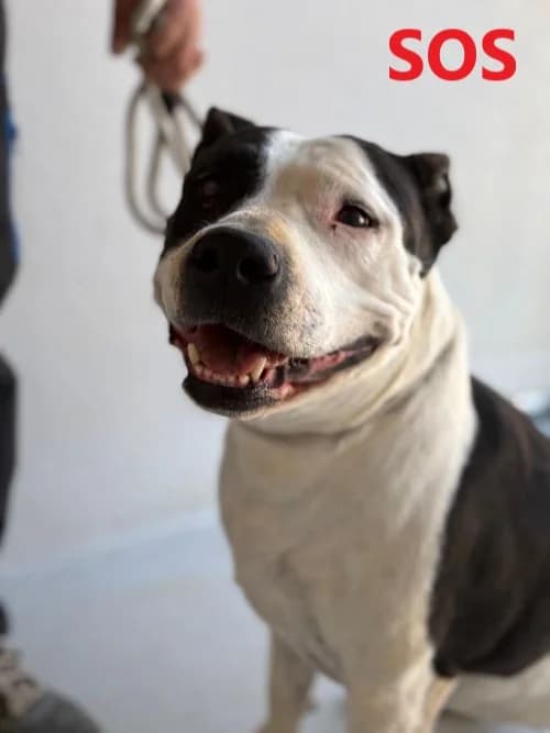 CALY, Mixed Breed (Un Gîte Une Gamelle)