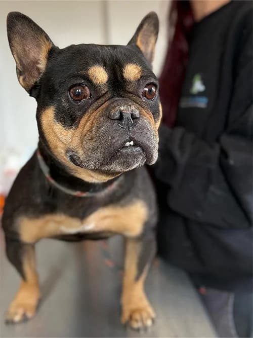 GINA, Mixed Breed (Un Gîte Une Gamelle)