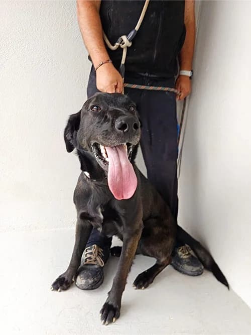 LOKI, Mixed Breed (Un Gîte Une Gamelle)