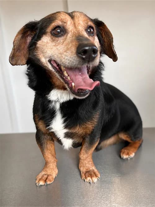 BOYKA, Mixed Breed (Un Gîte Une Gamelle)