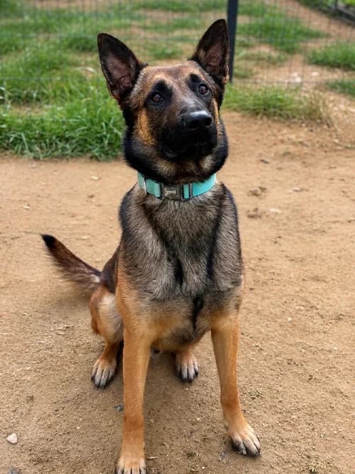 VEGAS, Belgian Malinois (Un Gîte Une Gamelle)