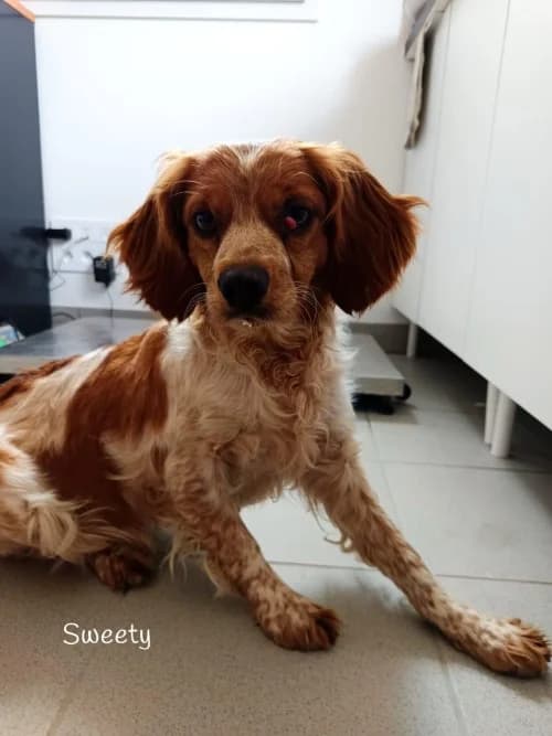 SWEETY, Mixed Breed (Un Gîte Une Gamelle)