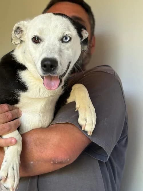 LUNA, Mixed Breed (Un Gîte Une Gamelle)