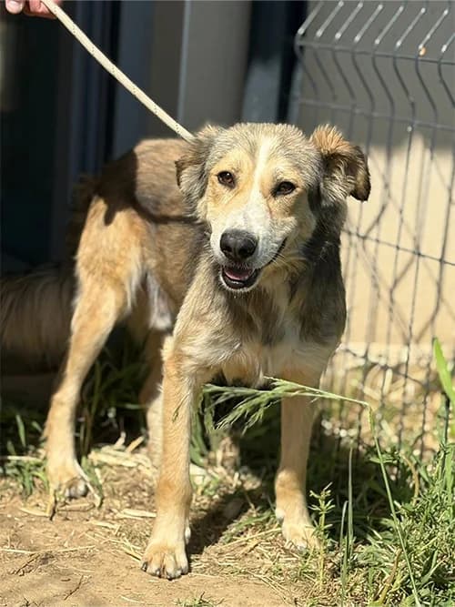 MARWIN, Mixed Breed (Un Gîte Une Gamelle)