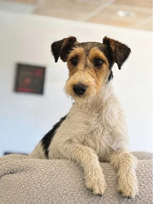 ARCHI, Mixed Breed (Un Gîte Une Gamelle)