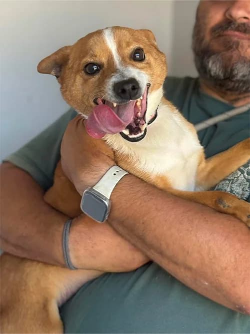 ROX, Mixed Breed (Un Gîte Une Gamelle)