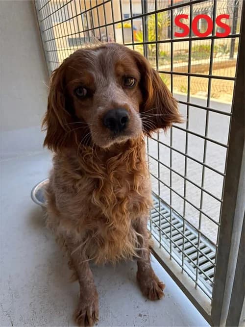 PETRUS, Mixed Breed (Un Gîte Une Gamelle)