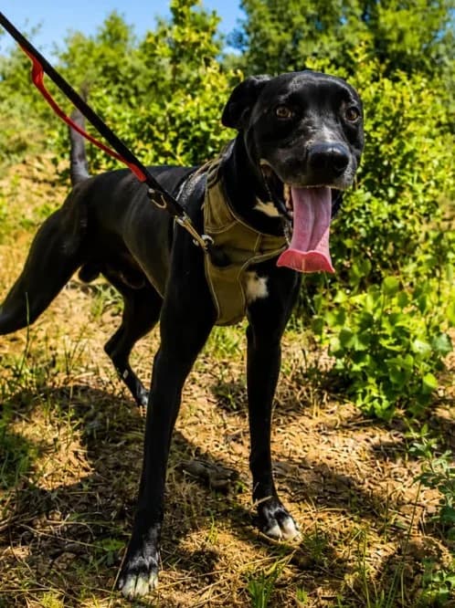 FLASH, Mixed Breed (Un Gîte Une Gamelle)