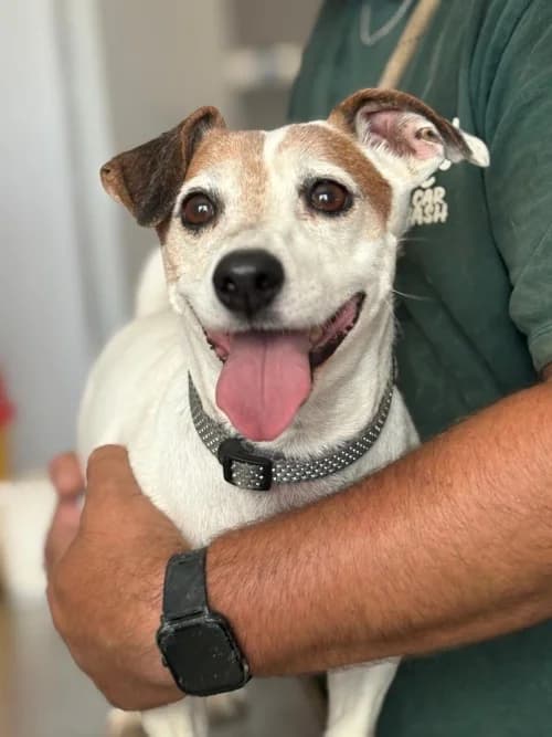 OREO, Mixed Breed (Un Gîte Une Gamelle)