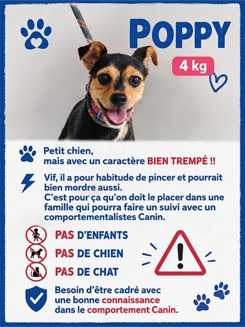 POPPY, male puppy Mixed Breed for adoption at Un Gîte Une Gamelle, Pollestres