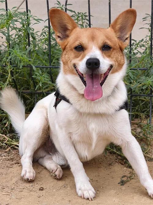 POKER, male young Mixed Breed for adoption at Un Gîte Une Gamelle, Pollestres