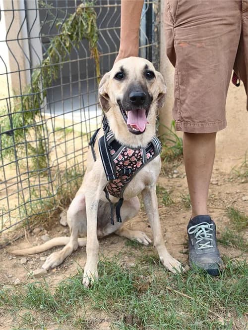 RUBIS, female young Mixed Breed for adoption at Un Gîte Une Gamelle, Pollestres