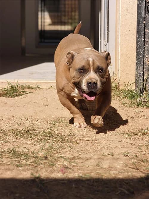 BOYKA, female 7yo Mixed Breed for adoption at Un Gîte Une Gamelle, Pollestres