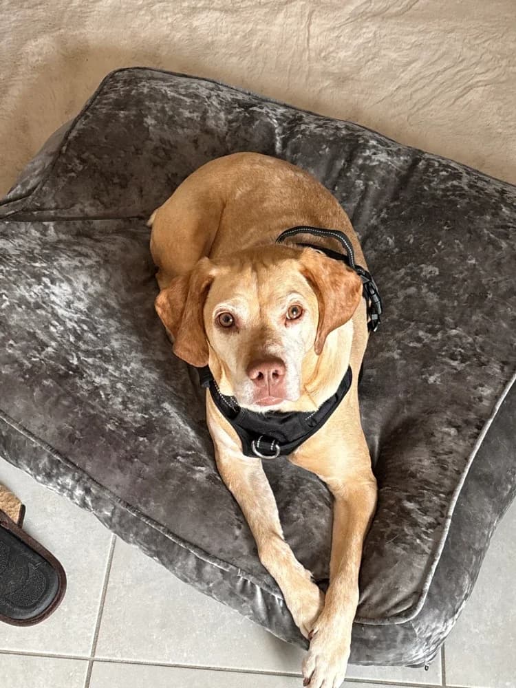 Rack Braque x Labrador, Mixed Breed (UNE NOUVELLE CHANCE)
