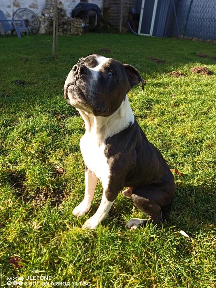 Jocker, Mixed Breed (UNE NOUVELLE CHANCE)