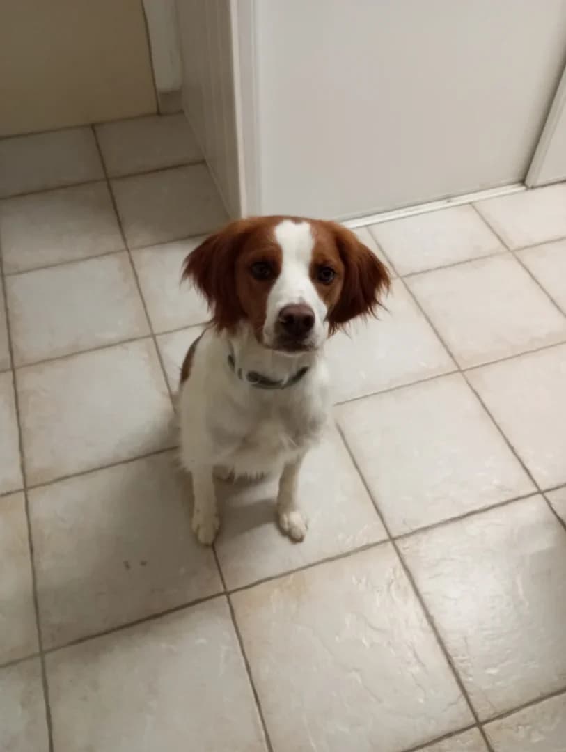 Vega, Mixed Breed (UNE NOUVELLE CHANCE)