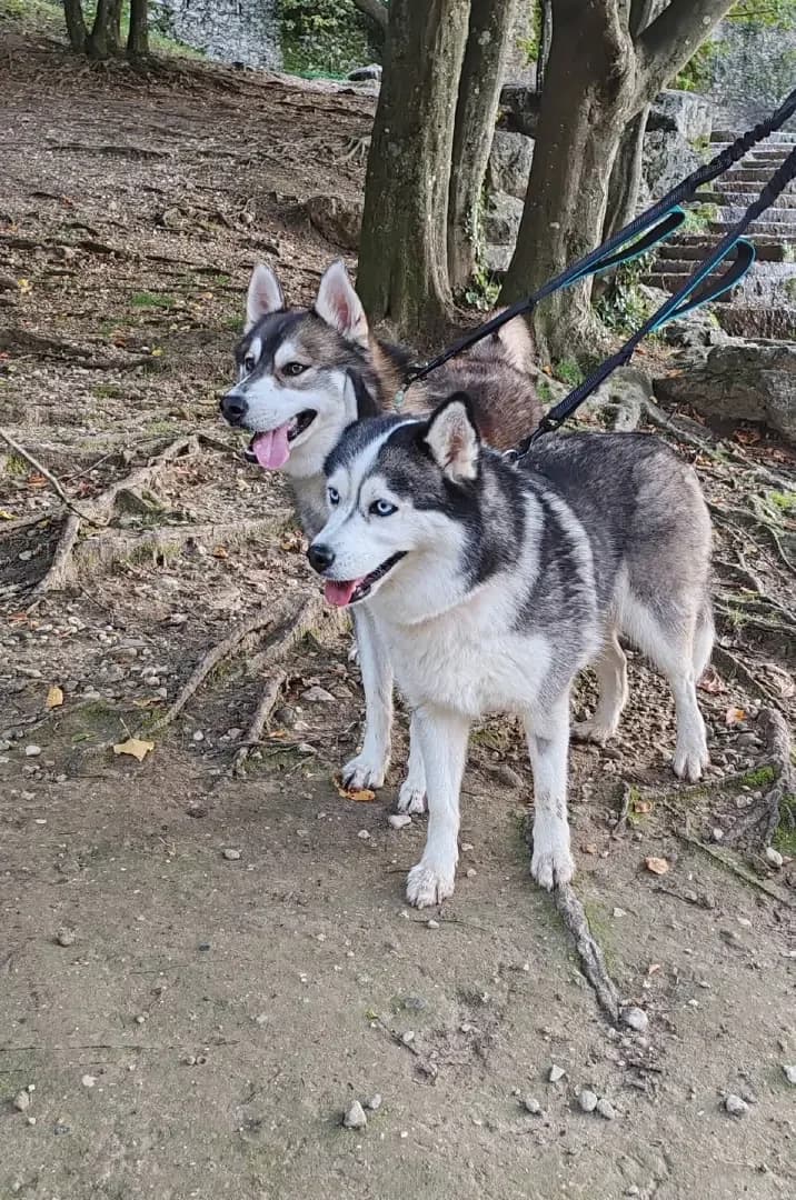 Rosy et Balto, Mixed Breed (UNE NOUVELLE CHANCE)