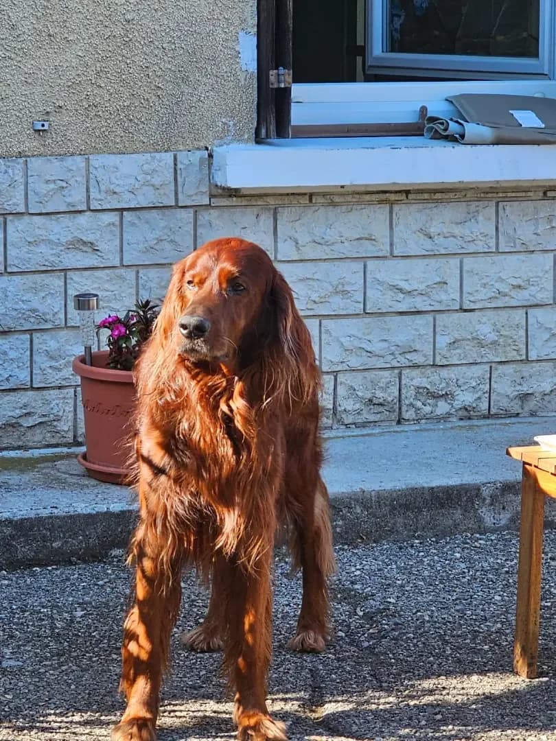 Milo, senior Irish Setter for adoption at UNE NOUVELLE CHANCE, Thodure