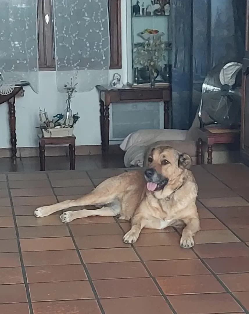 Maya, female Mixed Breed for adoption at UNE NOUVELLE CHANCE, Thodure