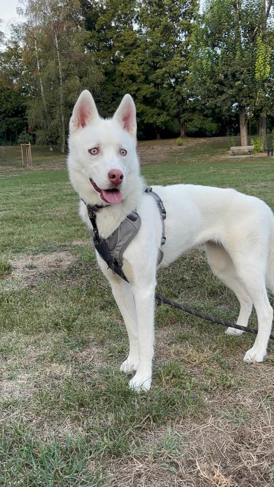 Naïa, female young Husky for adoption at UNE NOUVELLE CHANCE, Thodure