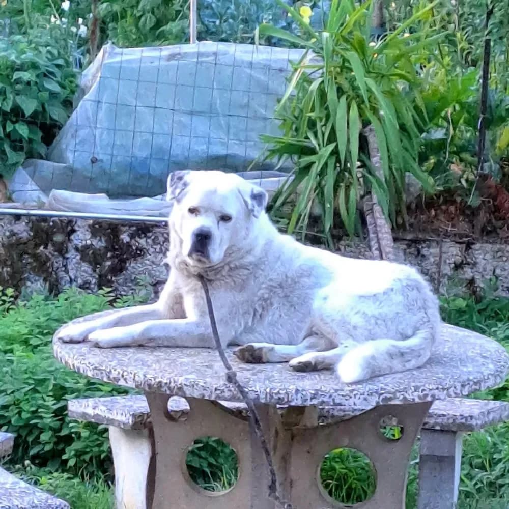 Lousko, male Mixed Breed for adoption at UNE NOUVELLE CHANCE, Thodure