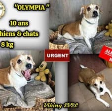 Gaba, female senior Labrador Retriever for adoption at Association Viking Sv2l Protection Animale
