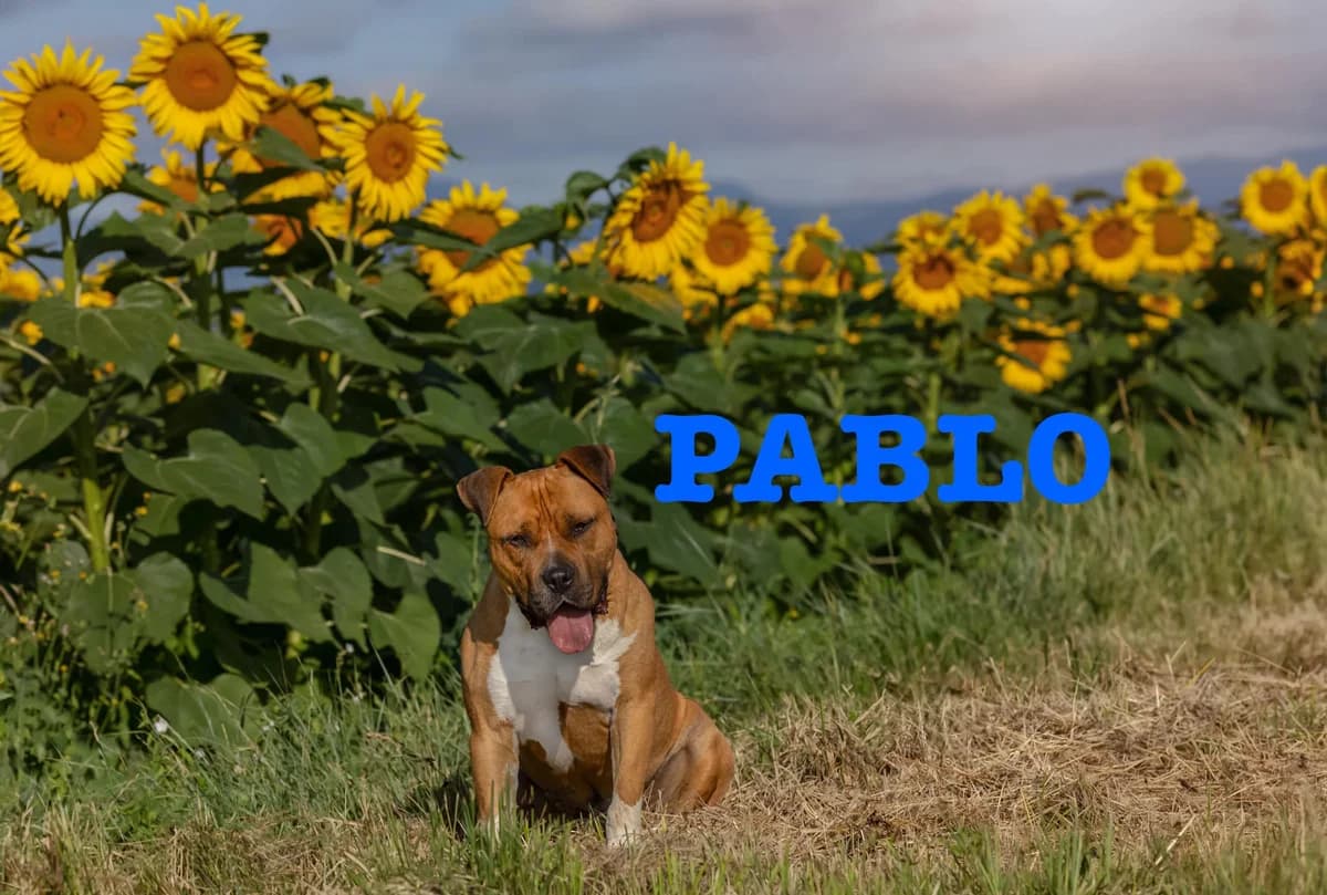 Carbo, Mixed Breed (Volcanimo)