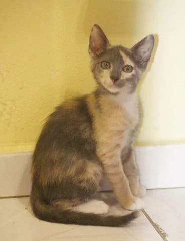 Babeth, Mixed Breed (Association Zang)
