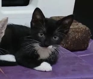 Bagherra, Mixed Breed (Association Zang)