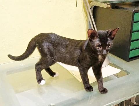 Blacky,  puppy Mixed Breed for adoption at Association Zang, zang
