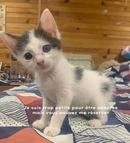 Erene, Mixed Breed (Association Zang)