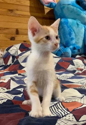 Levi, Mixed Breed (Association Zang)