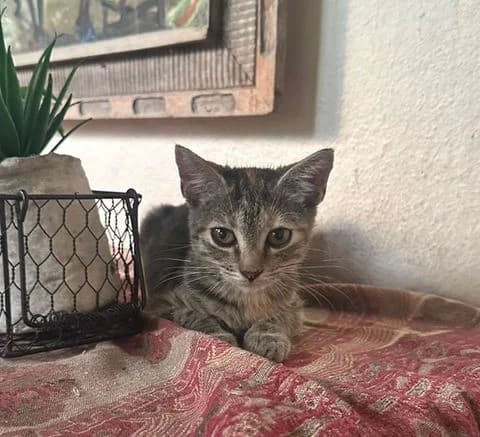 Line,  puppy Mixed Breed for adoption at Association Zang, zang