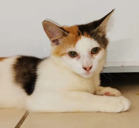 Mina, Mixed Breed (Association Zang)