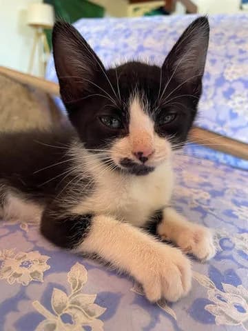 Myo,  puppy Mixed Breed for adoption at Association Zang, zang
