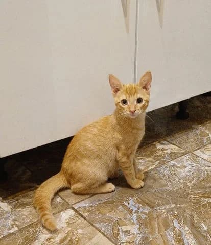 Peluchon,  puppy Mixed Breed for adoption at Association Zang, zang