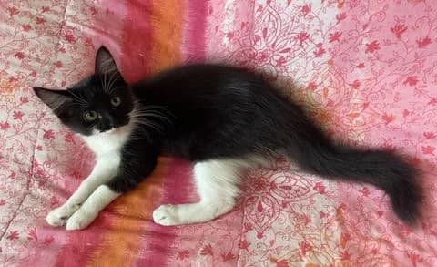 Piah,  puppy Mixed Breed for adoption at Association Zang, zang