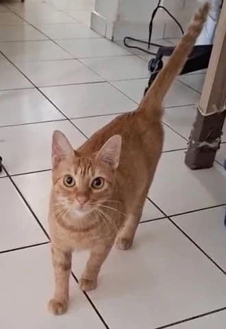 Praline, Mixed Breed (Association Zang)