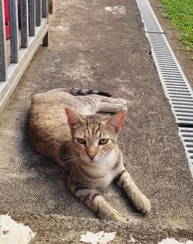 Raya, Mixed Breed (Association Zang)